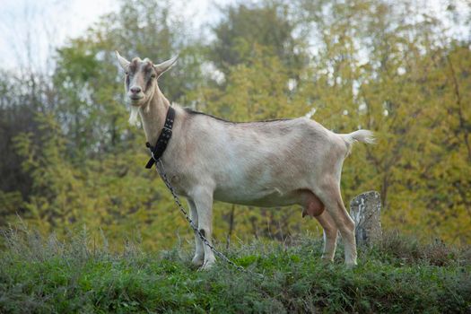 Goat. Portrait of a goat on a farm in the village. Beautiful goat posing.