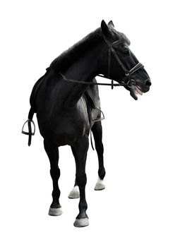 black horse in halter of rope isolate on a white background 
