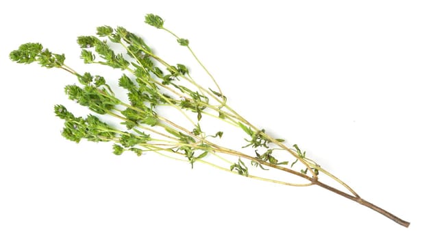 bunch of fresh thyme twigs isolated on white background.