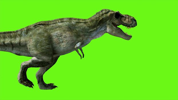 T Rex Tyrannosaur Dinosaur on green screen. GI realistic render.