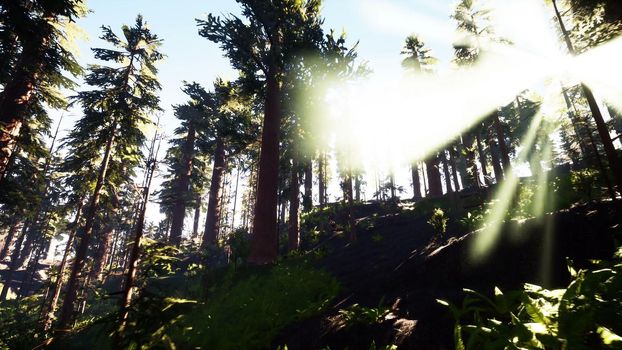 Flying through the beautiful sunny forest trees