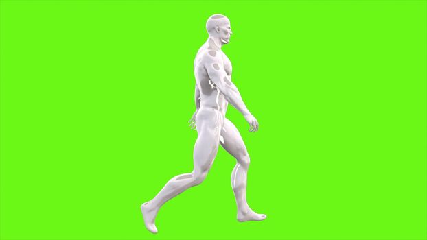 walking man on green screen.