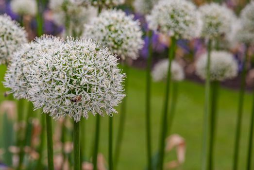Purple bulbs of Allium Gladiator (alliaceae), Onion under the bush barberry on the flower bed in the garden.