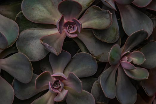 Echeveria Perle Von Nurnberg grow on a natural background in the garden. Beautiful background. Mountain gardens