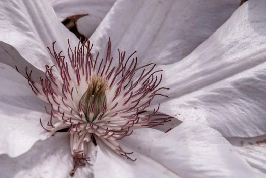 Macro photo nature plant A Beautiful white clematis Vine flower, clematis viticella (Juliane), blooms in a Japanese garden. Flower of clematis - Ranunculaceae. Large-Flowered Clematis, clematis montana alba.