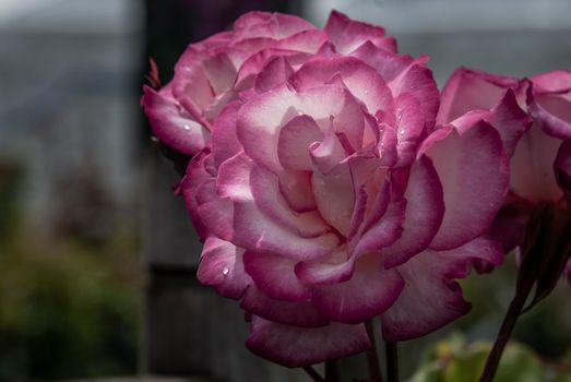 Rosa 'Handel', nearly thornless climbing rose with bronze tinted leaves and clusters of creamy white flowers with pink petal edges full bloom grown in a botanic garden. space for text.