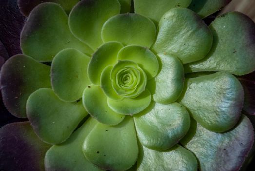 Close-up of Beautiful Aeonium arboreum, Black Aeonium at a botanical garden in spring season, or Irish rose. Top view.