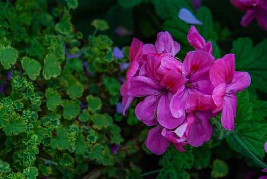 Purple pink flower of Pelargonium Olga Shipston full bloom grown in a botanic garden