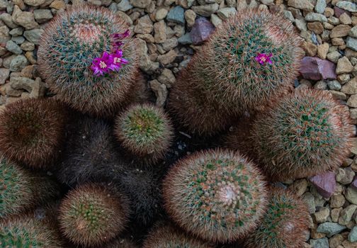 Mammillaria spinosissima is a kind of beautiful cactus with red spikes in the botanical garden, Arid Plants.