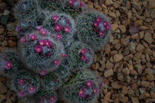 Mammillaria bocasana pink flower blooming in the botanical garden, Arid Plants.