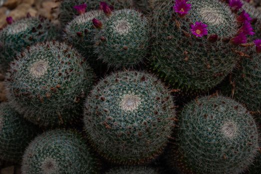 Flowering Mammillaria varieaculeata cactus in the botanical garden, Arid Plants.