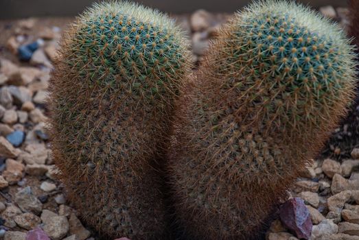 Flowering Mammillaria Mammillaria rhodantha cactus in the botanical garden, Arid Plants.