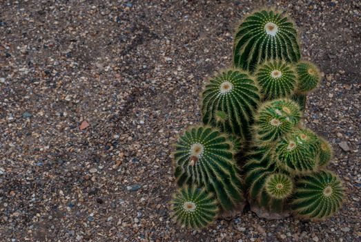 parodia warasii cactus in the botanical garden, Arid Plants, copy space.