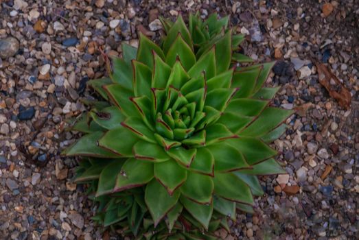 Closeup of Echeveria albicans, Echeveria elegans, Echeveria nodulosa, Mexican snowball, white Mexican rose, desert succulent plant.