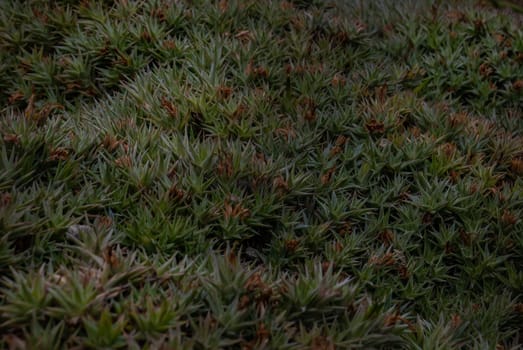 Green background of Abromeitiella lorentziana - Deuterocohnia lorentziana. in the botanical garden.