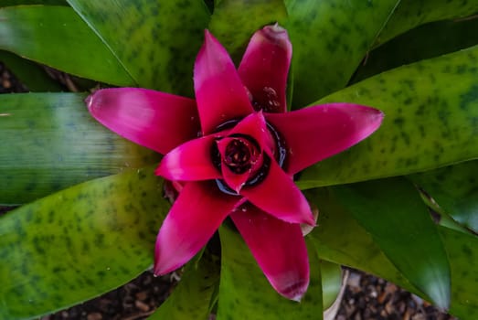Beautiful red flower of Nidularium rutilans full bloom grown in a botanic garden view from above.