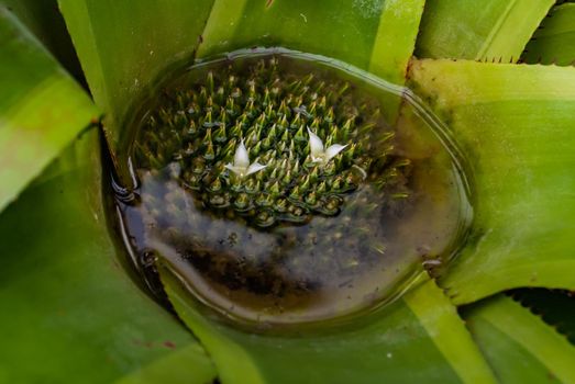 Close-up of The plant of bromelia featuring bromeliaceae full bloom grown in a botanic garden. The botanical family of bromelia is bromeliaceae.