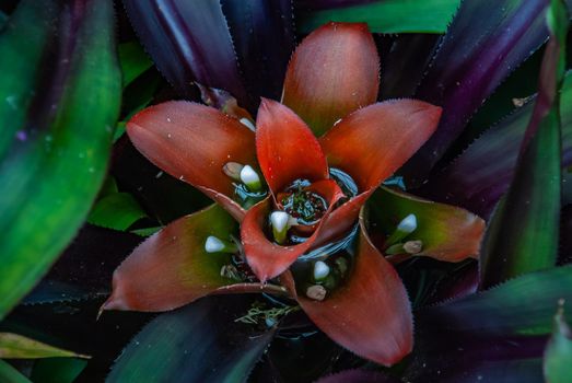 Close-up of beautiful red flower of Nidularium innocentii full bloom grown in a botanic garden.
