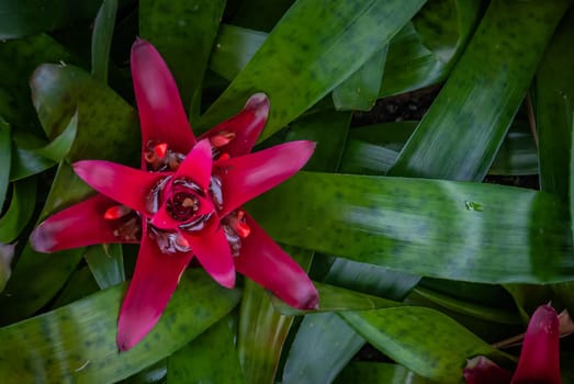 Beautiful red flower Nidularium innocentii full bloom grown in a botanic garden.