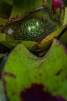 Close-up of flower of Neoregelia (king of kings) full bloom grown in a botanic garden.