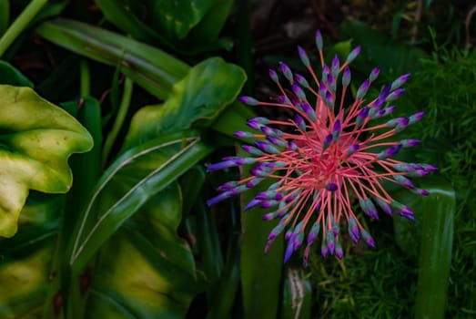 Beautiful flowers of portea petropolitana full bloom grown in a botanic garden. copy space.