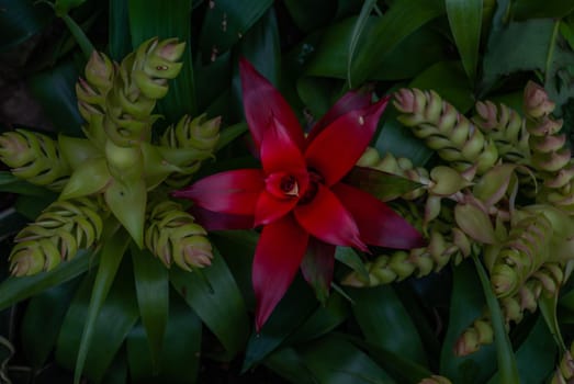 Beautiful red flower of Nidularium billbergioides full bloom grown in a botanic garden.