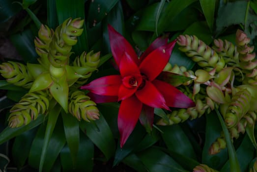 Beautiful red flower of Nidularium billbergioides full bloom grown in a botanic garden.