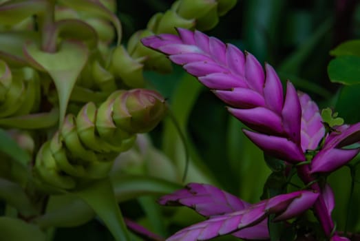 Beautiful flowers of Nidularium billbergioides That is about to bloom Planted in botanical gardens. Selective focus.