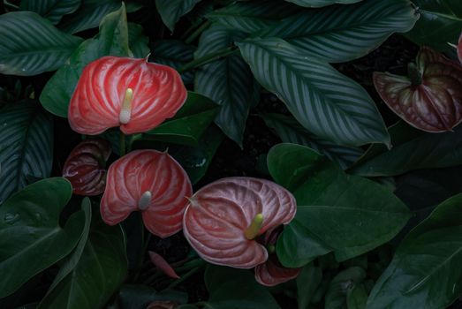 Beautiful flowers of anthurium red Flamingo, flowers or Boy flowers Pigtail Anthurium in botanic garden (Anthurium andraeanum, Araceae or Arum)
