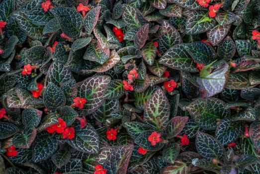 Fresh multicolored of Episcia cupreata leaves (Flame violet leaf) grow in a tropical garden. texture in garden, abstract natural colorful background.