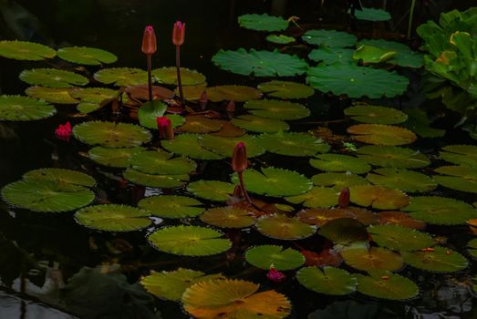 Lotus flowers leaves petals on still tranquil pond, Natural background.