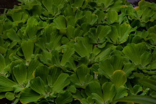 Pistia is a genus of aquatic plant in the arum family, Araceae. The single species it comprises, Pistia stratiotes, is often called water cabbage, water lettuce, Nile cabbage, or shellflower.