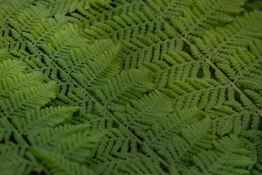 Under the leaf of Cyathea Medullaris (Black Tree Fern) growing in a tropical garden. texture in garden.