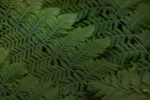 Under the leaf of Cyathea Medullaris (Black Tree Fern) growing in a tropical garden. texture in garden.