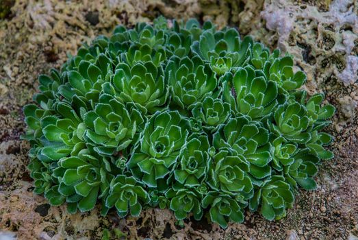 Saxifraga paniculata; alpine saxifrage, White Mountain saxifrage; stonecrop pattern growing in a botanic garden.