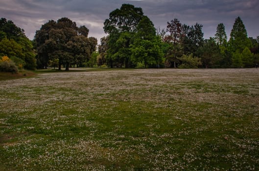 Big green trees with beautiful nature, Landscape of green environment.