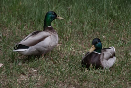 Two wild duck sitting on the grass on a Sunny day. Nature.