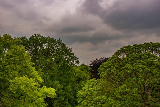 Big green trees with beautiful nature, Landscape of green environment.