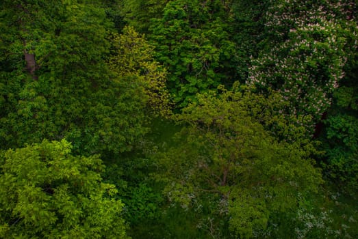 Beautiful of large trees forest in spring, High angle view