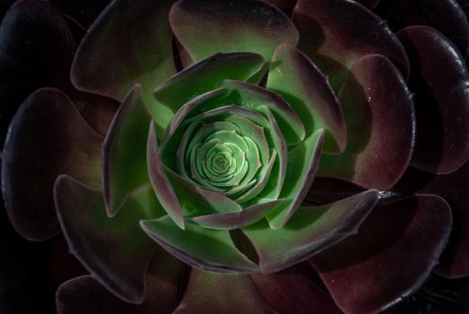 Close-up of Beautiful Aeonium arboreum, Black Aeonium at a botanical garden in spring season, or Irish rose. Top view.