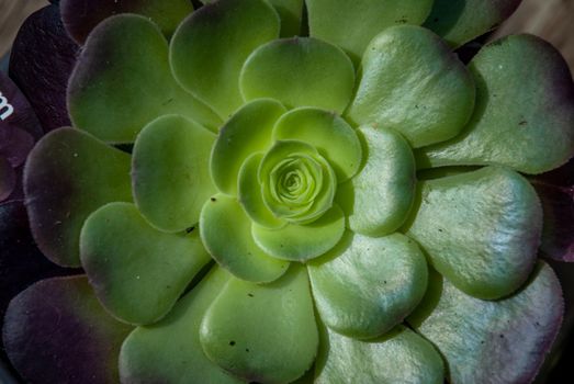 A close-up of Beautiful Aeonium arboreum, Black Aeonium at a botanical garden in spring season, or Irish rose. Top view.