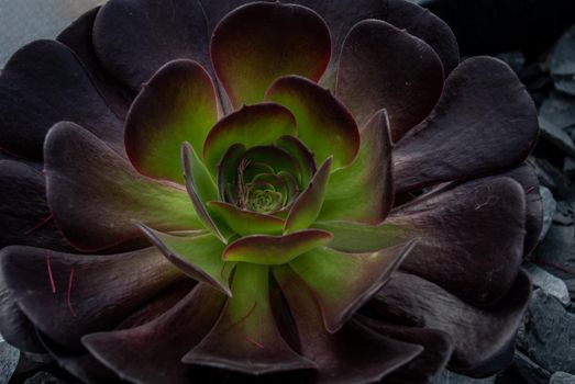 Close-up of Beautiful Aeonium arboreum, Black Aeonium at a botanical garden in spring season, or Irish rose. Top view.