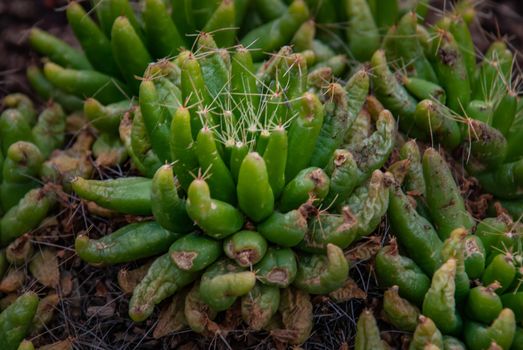 Finger Cactus, Mammillaria longimamma Cactus in the botanical garden, Arid Plants