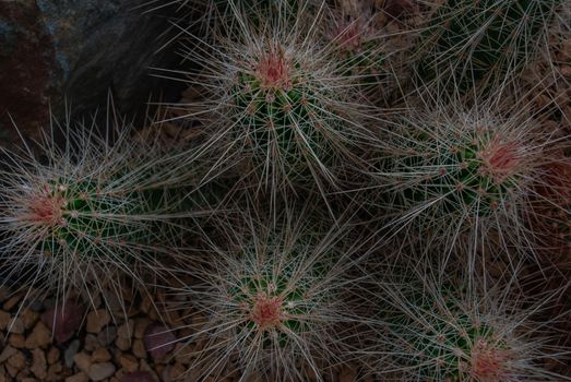 Echinocereus stramineus : Strawberry hedgehog cactus, straw-colored hedgehog in the Texas Desert in the botanical garden, Arid Plants.
