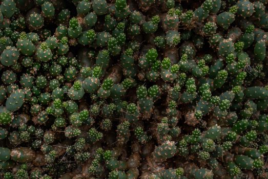 Top view of Cumulopuntia boliviana or chenille succulent plant in the botanical garden. Nature abstract background.