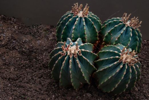 Ferocactus glaucescens or chenille succulent plant in the botanical garden. Nature abstract background. Arid Plants.