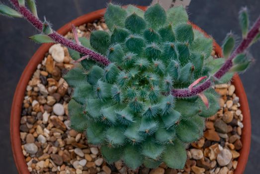 Beautiful of Echeveria setosa var. minor. growing in small flowerpot