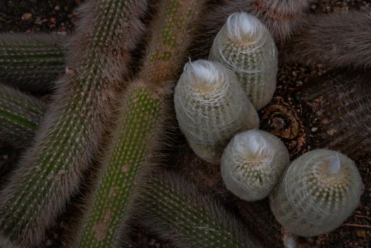 Espostoa is a genus of columnar cacti, found in the Andes of southern Ecuador and Peru. It usually lives at an altitude of between 800m and 2500m and its fruit is edible, sweet, and juicy.