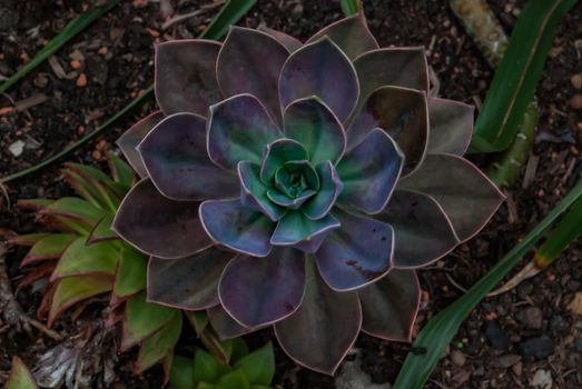 Closeup of Graptoveria ivesii, Succulent with beautiful purple silver petals. No focus, specifically.
