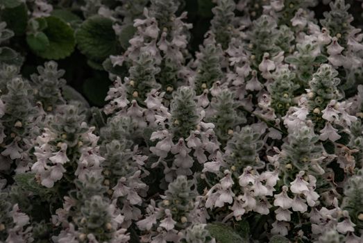 Wild thyme glade leaves (Thymus vulgar) full bloom grown in a botanic garden.